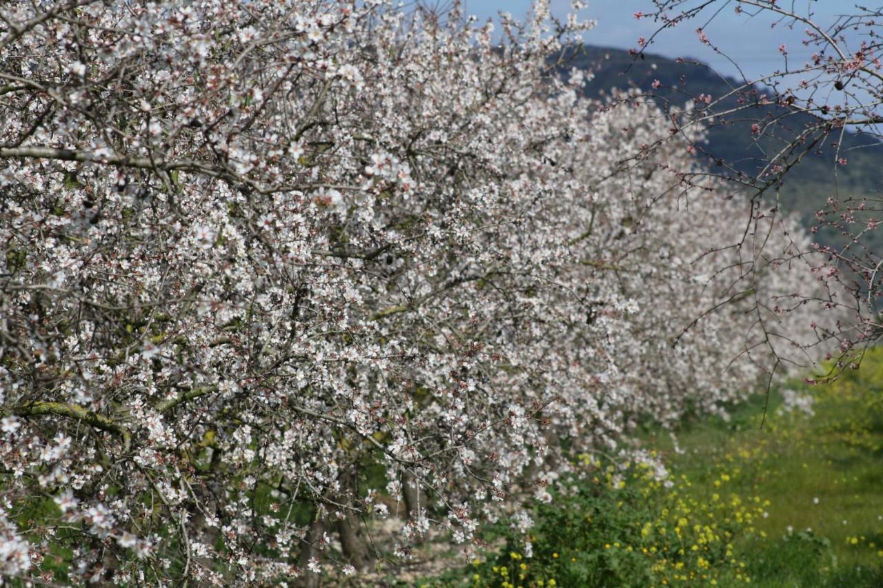 Finca Can Roig Gran 041 By Mallorca Charme Pollença Eksteriør billede